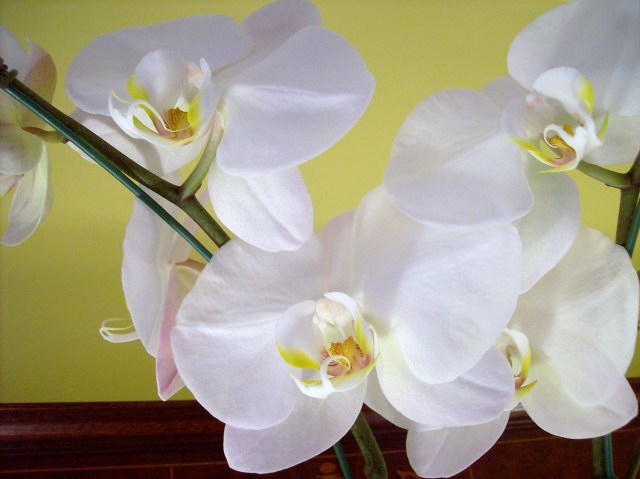 orchid-015